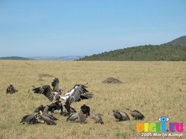 14671 Vultures fighting at carcas